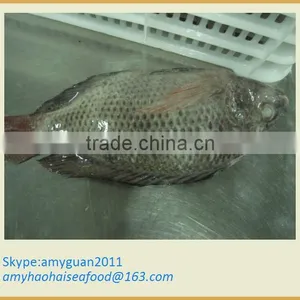 Frozen Tilapia Fish W/R thumbnail-1