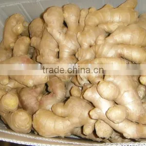Chinese Fresh Ginger 2016 at Wholesale Ginger Price thumbnail-2