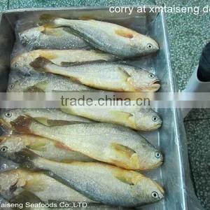 Deep Frozen Croceine Chinese Big Whole Round Yellow Croaker thumbnail-1