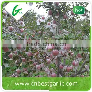 Big Fresh Fuji Apple With Best Price thumbnail-4