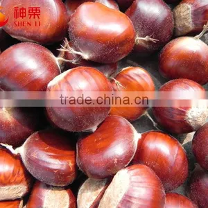 Best Quality and Price Raw Chestnuts From China thumbnail-3