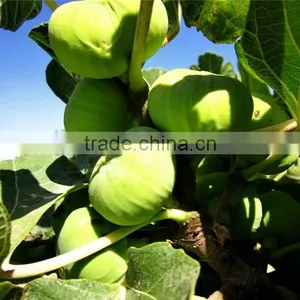 Fig & Ficus Carica Seedling thumbnail-2
