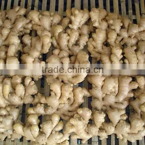 Hot Sale Young Fresh Ginger With Low Price thumbnail-5