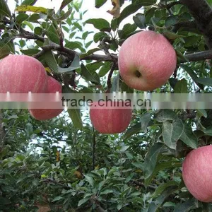 Apple Slicing Machine/fruit Slicing Machine/vegetables Slicing Machine thumbnail-2