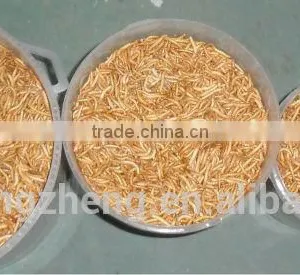 Canned Freeze Drying Mealworms thumbnail-6