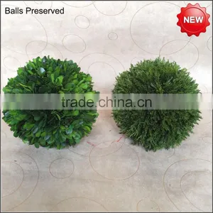 Cypress Balls Preserved thumbnail-2