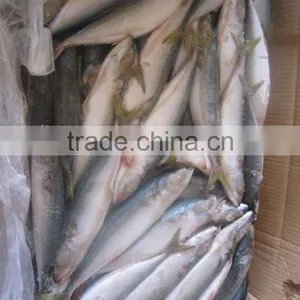 Froze Mackerel Fish (6-8) thumbnail-1