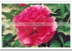 Tree Peony Plant Root thumbnail-1