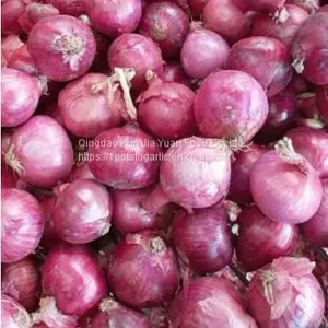 Fresh Onion thumbnail-2