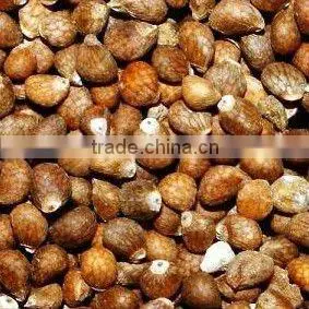 Organic Perilla Seeds thumbnail-1