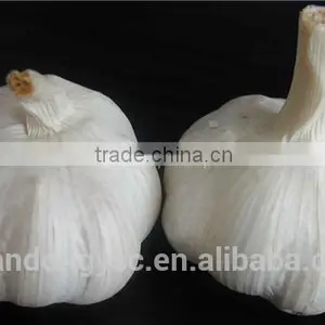 Pure White Garlic thumbnail-1
