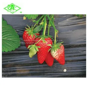 High Quality Blow Molding Plastic Agricultural Mulch Film Manufacturer thumbnail-5