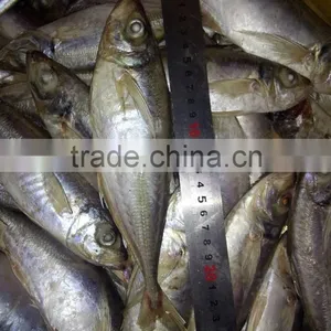 Mid Size Sea Frozen Horse Mackerel thumbnail-2
