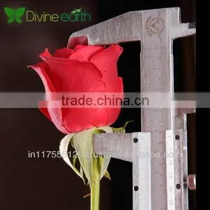 Cut Rose thumbnail-1