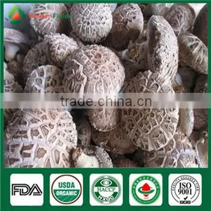 Edibal Mushroom Cultivation China Supplier Organic Fresh and Dried Shiitake Mushroom thumbnail-6