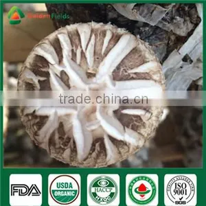 China Professional Supplier Factory Price for Shiitake Mushroom Spawn Growing Kit thumbnail-2