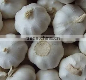 2016FRESH GARLIC thumbnail-3