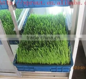 Hot Selling Automatic Barley Sprouting Machine China thumbnail-1