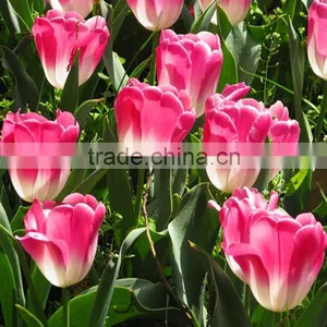 2016 High Quality Tulips, Fresh Cut Tulips Same Quality Like Holland From China thumbnail-6