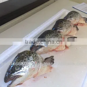 ATLANTIC SALMON HEADS thumbnail-4