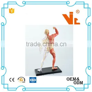 V-HM03 4D MASTER Human Tissue Model - Skeletal Muscle and Nerve Assembly thumbnail-4