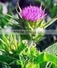 Milk Thistle P.E. thumbnail-1