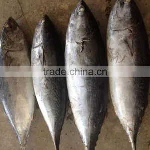 TOP Qualiyt 750g up Frozen Bonito Tuna for Market thumbnail-1