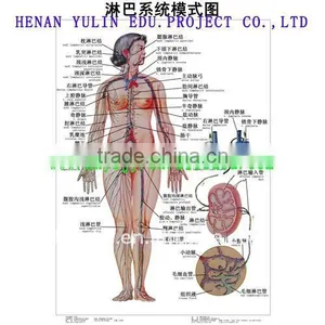 Medical Accessories Artpaper Medical Wall Chart--Circulation System,The Lymphatic System of Patterning thumbnail-1