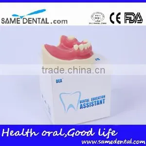 Dental Implant Practice Model With Gingival School Teaching Demonstration Models thumbnail-3