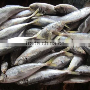 Frzoen Horse Mackerel thumbnail-1