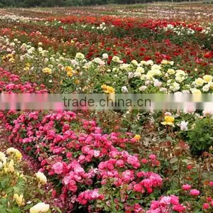 Fresh Cut Roses thumbnail-6