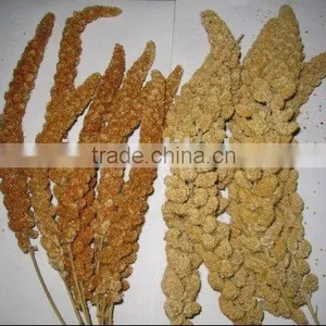 Millet Sprays thumbnail-1