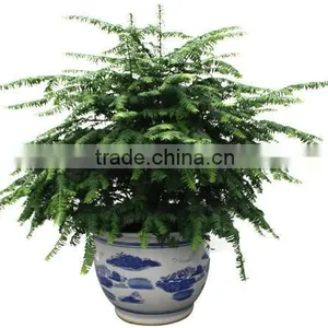 Taxus Bacatta Tree Seedling thumbnail-5
