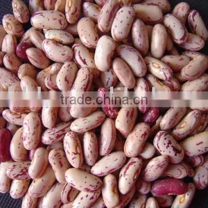 Speckled Kidney Bean thumbnail-1