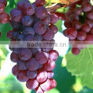 100% Grape Seed Oil thumbnail-4