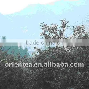 Organic Refined Camellia Oil thumbnail-4