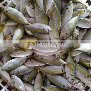 Price of Pineapple of Horse Mackerel thumbnail-1