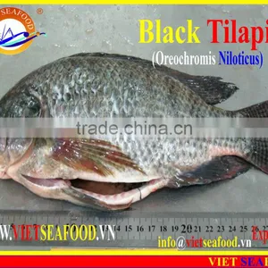 FROZEN BLACK TILAPIA WHOLE ROUND thumbnail-5