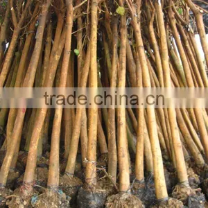 Ficus Religiosa Outdoor Landscaping Trees thumbnail-1