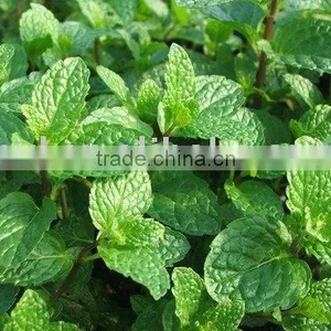 Plant Extract Flavor Enhancer Spearmint Oil thumbnail-1