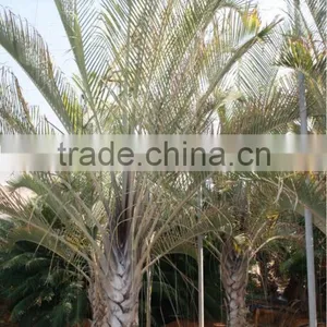 Dypsis Decareyii "Triangle Palm" 250/300 in 40 Liters Pot thumbnail-1