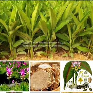 Ezhu Oil Top Selling Factory Supply Pure Nature Zedoary Turmeric Oil thumbnail-3