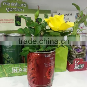 Rose Seeds in Can thumbnail-2