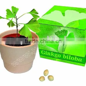 Pet Plant,Can Plant,diy Gift thumbnail-1