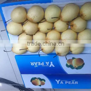 Ya Pear New Crop Fresh Pear Wholsale thumbnail-2