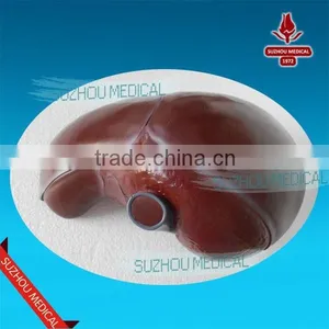 Liver Model thumbnail-1