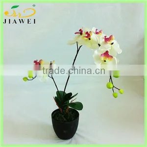 Wholesale Potted Orchid Table Bonsai thumbnail-1