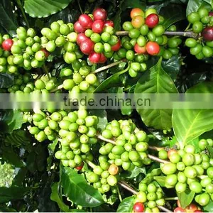Vietnam Robusta Coffee Bean thumbnail-4
