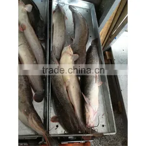 Fresh Big Fat Frozen Catfish on Sale thumbnail-1