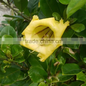 Solandra Nitida Cup Of Gold Chalice Vine thumbnail-1